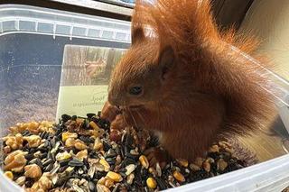 Gucio przyszedł z lasu i się zadomowił, wychodzi, kiedy chce, ale wraca punktualnie na obiad. Ot, zwyczaje wiewiórek 