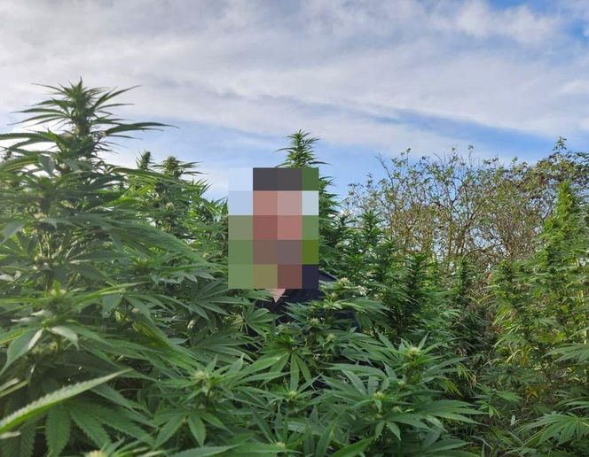 Nielegalna uprawa konopi indyjskich rosła na wysepkach stawu na terenie gminy Korczew