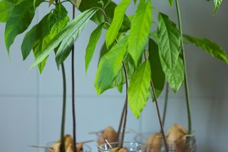 Domowa uprawa awokado