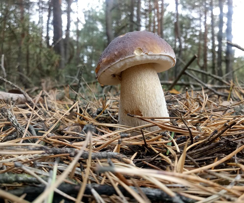 Najpopularniejsze grzyby w województwie kujawsko-pomorskim. Są smaczne i nie trudno je znaleźć [GALERIA]