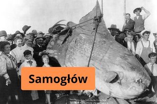 Samogłów - ta ryba to.... sama głowa. W Bałtyku pływa latem, bo lubi ciepło. Okaz ze zdjęcia pochodzi akurat z Kaliforni. 