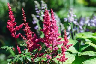 Tawułka japońska - Astilbe japonica: uprawa, podlewanie i pielęgnacja krok po kroku