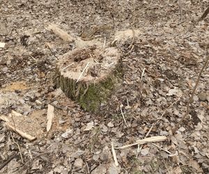 Dewastacja na terenie Doliny Lipinki w Świętochłowicach. Wycinają drzewa, niszczą tablice