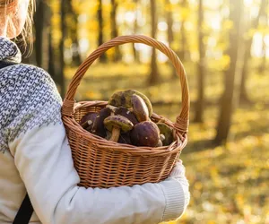 QUIZ. Jadalny, niejadalny czy trujący? Rozpoznasz te grzyby?
