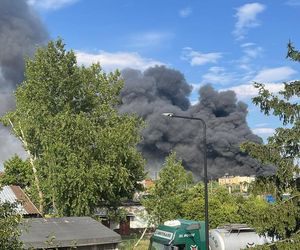 W okolicy Jadowa poszukiwacze znaleźli prawie pół tysiąca szelągów Jana II Kazimierza Wazy