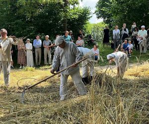 W Skansenie odbyły się retro żniwa, żęto żyto metodami pradziadków