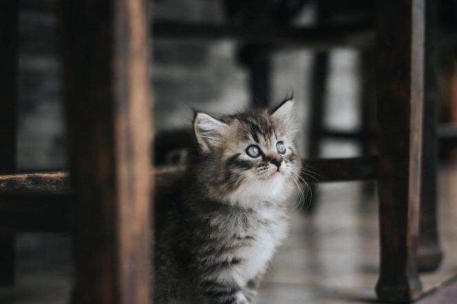 Kraśnik: Miasto oferuje bezpłatną kastrację i sterylizację kotów