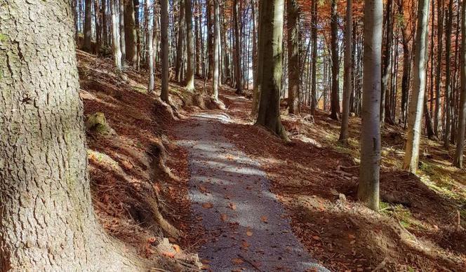 Babia Góra Trails 