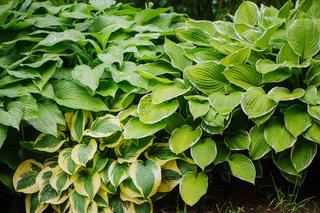 Funkia - sprawdź jak uprawiać w ogrodzie tę elegancką bylinę o ozdobnych liściach