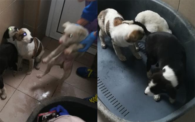 Bydgoszcz: Ktoś porzucił szczeniaki w lesie obok szpital! Uratował je cud