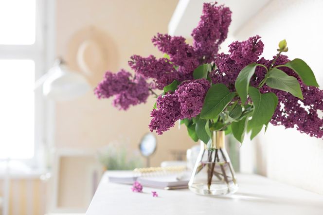 Zrób to z gałązkami bzu przed włożeniem go do wazonu. Piękne fioletowe kwiaty zachowają świeżość i będą zdobić pokój przez wiele dni. Jak utrzymać bez w wazonie?