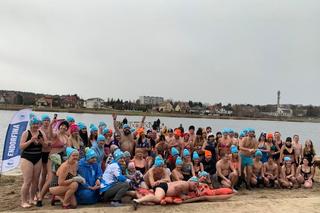 Wielkie liczenie morsów w Morawicy. Do wody weszło około stu osób! 