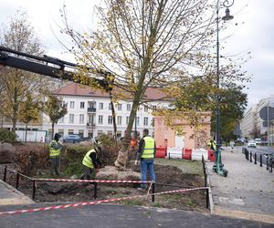 Sadzenie drzew na placu Trzech Krzyży
