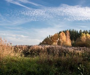 Puszcza Białowieska – ostatnia taka puszcza w Europie