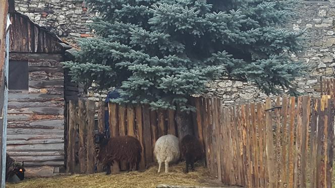 Będzińska Szopka Bożonarodzeniowa