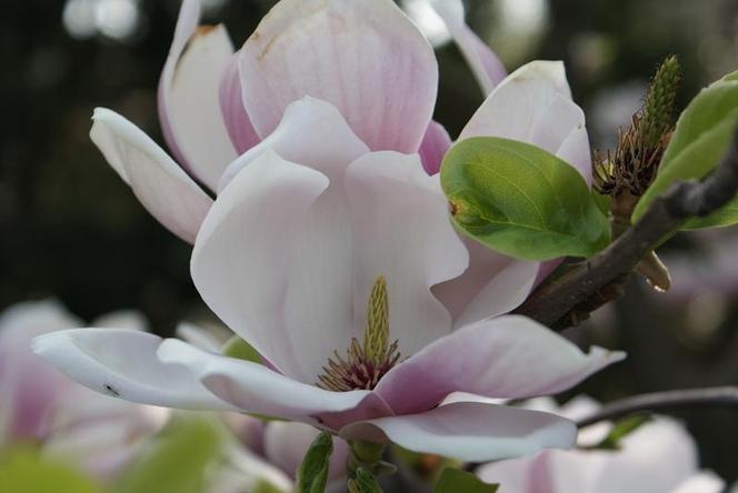 Szlak Magnolii w Cieszynie to największa atrakcja wczesnej wiosny