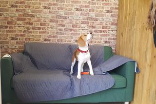 Psie przedszkole w Bydgoszczy