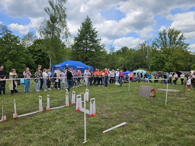 Festiwal Przyjaciół Zwierząt w Olsztynie. Park Centralny opanowały radosne pieski