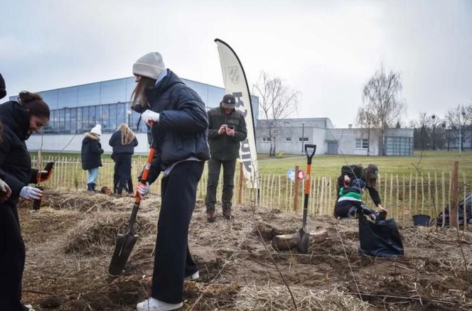 Zasadzili nowy las w Rybniku. I to w centrum zabudowy. Las Miyawaki wyrośnie nawet 3 razy szybciej