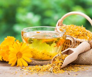 Nagietek lekarski – właściwości i działanie nagietka lekarskiego