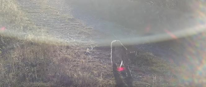 Rysia mama z młodymi wpadła w wideopułapkę w Beskidach. To pierwszy taki przypadek