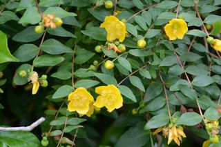 Dziurawiec 'Hidcote'