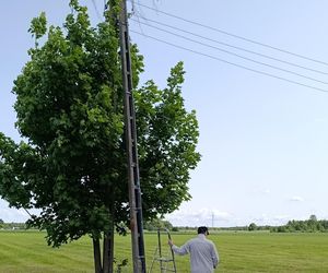 Ratował boćka na słupie, spadł z drabiny