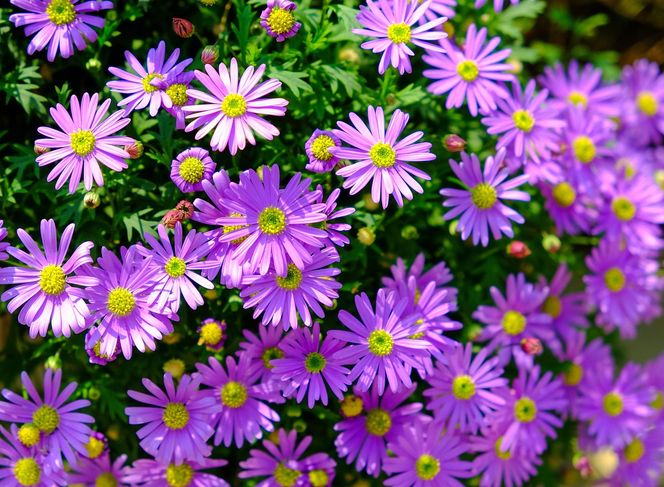 Aster krzaczasty