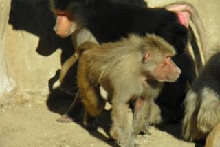 ZOO: Trzecie urodziny szympansa Tytusa