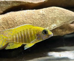 Studio Akwarystyki Aqua Dreams w Bydgoszczy to miejsce z wielką pasją