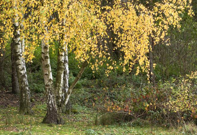 Brzoza brodawkowata = Brzoza biała - Betula pendula = Betula verrucosa = Betula alba