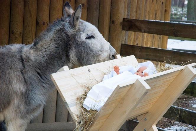 Żywa szopka w Krakowskim Ogrodzie Zoologicznym przy al. Kasy Oszczędności Miasta Krakowa 14