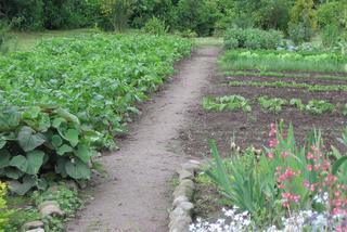 Galeria: Rośliny do ekologicznego ogródka warzywnego