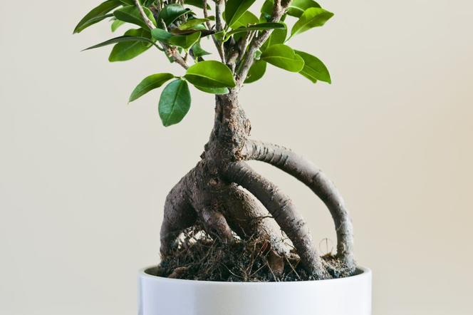 Ficus microcarpa 'Ginseng'