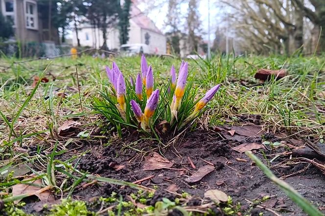 Pierwsze krokusy na Jasnych Błoniach