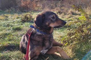 Ktoś strzelił do psa z wiatrówki. Wrocławska Ekostraż apeluje o wsparcie dla Kevli 