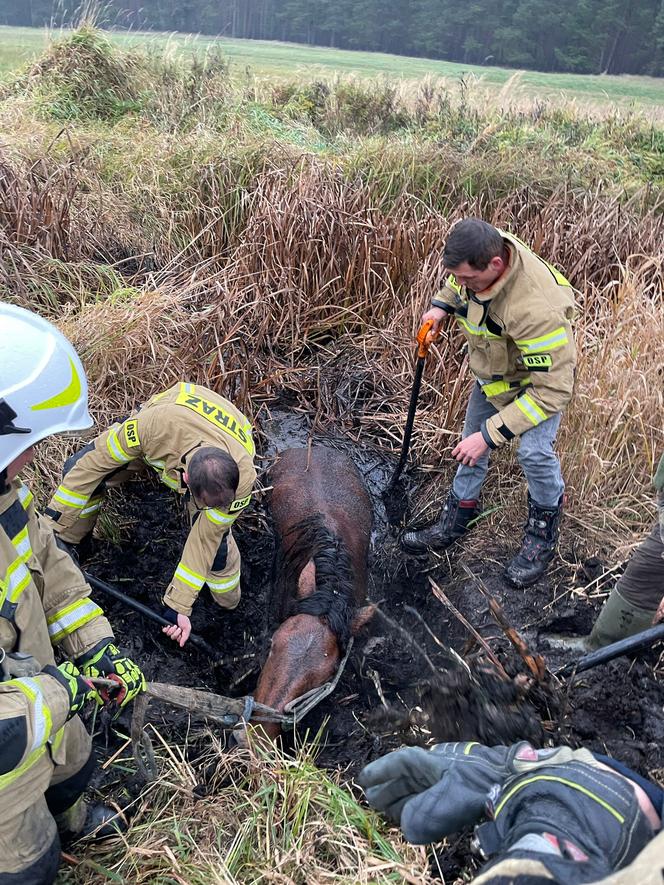 Strażacy uratowali konia tonącego w błocie