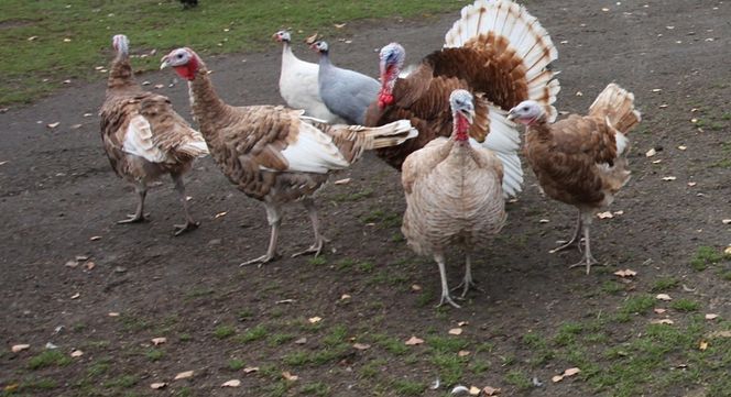 Zginął w wypadku gdy jechał po pawia 