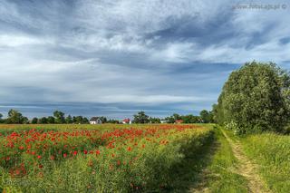 Pola maków na południu Gdańska [ZDJĘCIE DNIA]