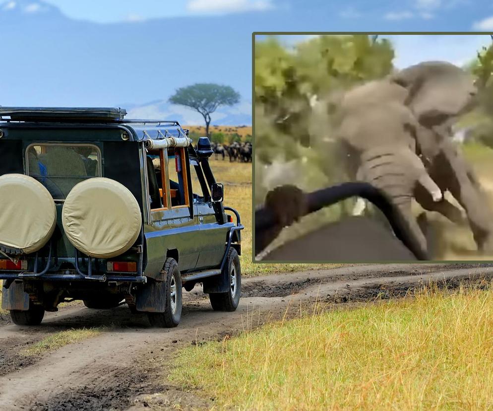 Słoń zabił turystę na safari! Wszystko się nagrało, wstrząsające wideo