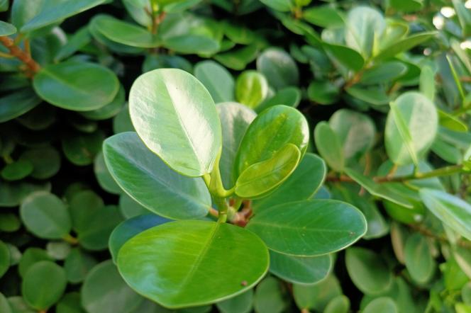 Ficus Microcarpa