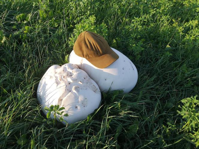 Nadleśnictwo Augustów. Ale GRZYB! Niezwykłe odkrycie na łące na Podlasiu!