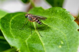 Majówka 2022: Jak się pozbyć komarów? Skuteczne sposoby! [LISTA]
