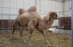 ZOOPARK w Lublinie. „Postawiliśmy na polski las. Chcemy promować nasze zwierzątka”