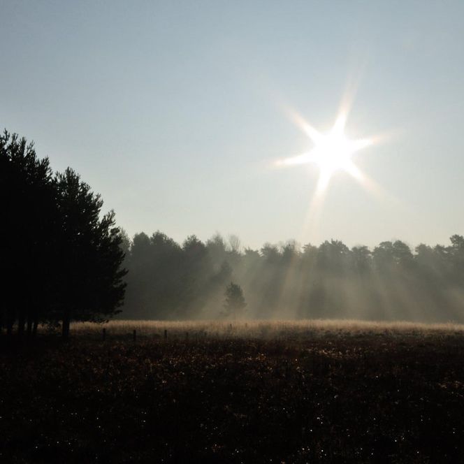 Krupski Młyn najbardziej zalesioną gminą w Polsce