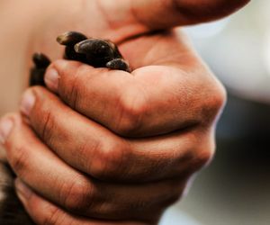 Wydry wyszły na wolność