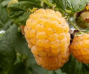 W Himalajach mówią na nią “złoty owoc”. Słodsza od naszych malin i bardzo zdrowa