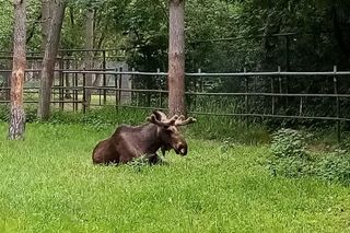 Przynieś żołędzie do zoo w Myślęcinku. Łosie, dziki, żubry, daniele, jelenie czekają na przysmaki