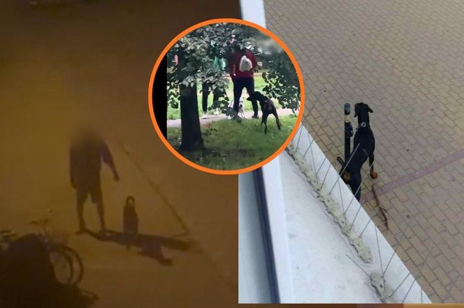 Agresywny doberman terroryzuje gdańską Żabiankę! Mieszkańcy w strachu: Czekamy na tragedię. Miasto ma związane ręce