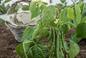 Jak uprawiać fasolkę szparagową? Kiedy wysiewać nasiona fasolki?